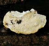 Trametes gibbosa image