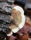 Trametes gibbosa image