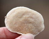 Trametes gibbosa image