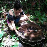 Laetiporus persicinus image