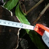 Laetiporus persicinus image