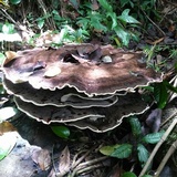 Laetiporus persicinus image