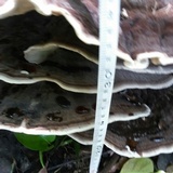 Laetiporus persicinus image