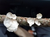 Poronidulus conchifer image