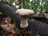 Neolentinus lepideus image
