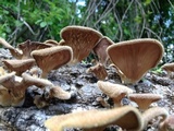 Panus lecomtei image