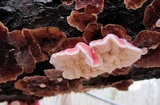 Phlebia incarnata image