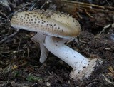 Amanita australis image