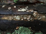 Poronidulus conchifer image