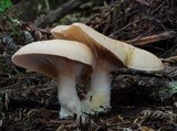 Clitopilus piperitus image
