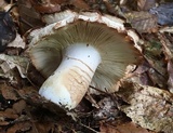 Russula compacta image