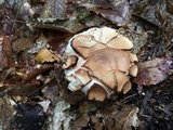 Russula compacta image