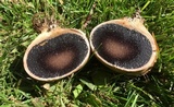 Scleroderma cepa image