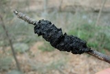 Scorias spongiosa image