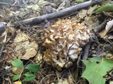 Sparassis americana image