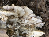 Trametopsis cervina image