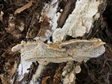 Trametopsis cervina image