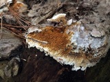 Serpula himantioides image
