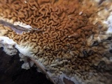 Serpula himantioides image