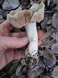 Entoloma lividoalbum image