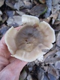 Entoloma lividoalbum image