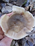 Entoloma lividoalbum image