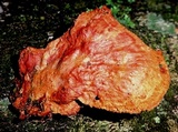 Earliella scabrosa image