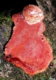 Earliella scabrosa image