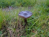 Entoloma sericeum image