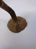 Entoloma sericeum image