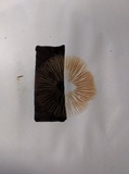 Entoloma sericeum image