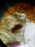 Byssocorticium atrovirens image
