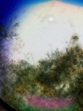 Byssocorticium atrovirens image