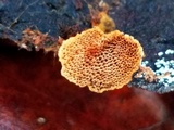 Coltriciella dependens image