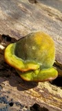 Trametes gibbosa image