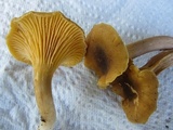 Cantharellus appalachiensis image