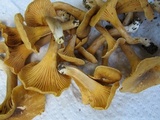 Cantharellus appalachiensis image