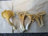 Cantharellus appalachiensis image