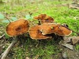 Coltricia cinnamomea image