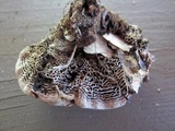 Coltricia montagnei image