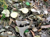 Gomphus clavatus image