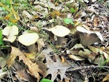 Gomphus clavatus image