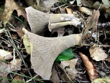 Gomphus clavatus image
