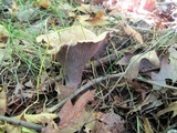 Gomphus clavatus image