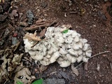 Grifola frondosa image