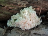 Hericium americanum image