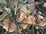 Hydnellum aurantiacum image