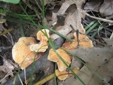Hydnellum aurantiacum image