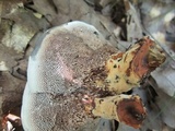 Hydnellum caeruleum image