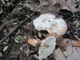 Hydnellum caeruleum image